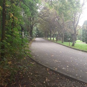 Wyjście do lasu