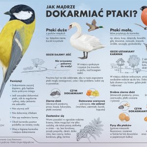 Jak mądrze dokarmiać ptaki