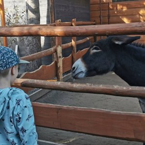 Niezapomniany dzień w Alpakozagrodzie