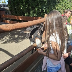 Niezapomniany dzień w Alpakozagrodzie